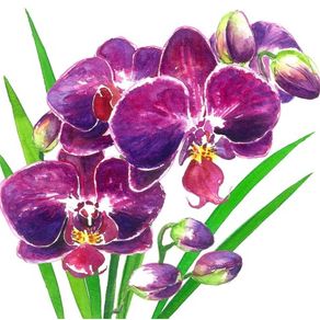 Orchideas 133002628